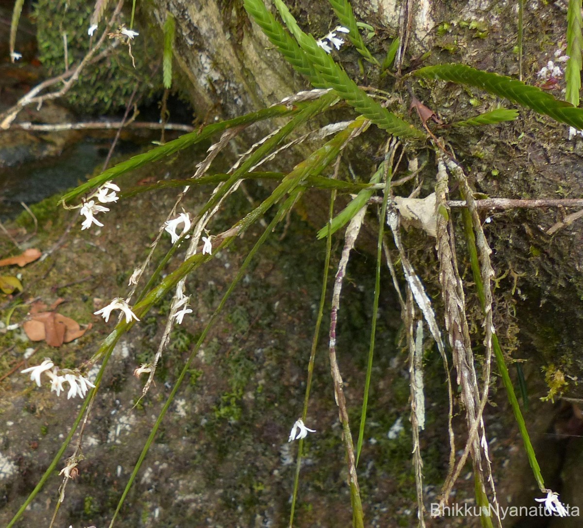 Podochilus sp.